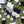 MLAL for DLCS Ankle Socks