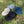 LANNS for Delicious Wide Brim Cap